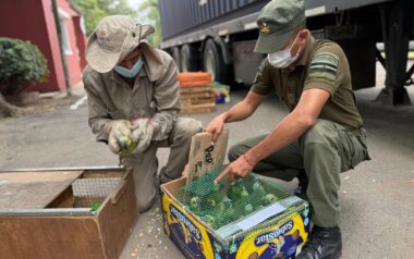 Ambiente: Provincia recibió más de 500 animales silvestres decomisados