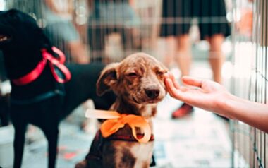 La Ciudad lanza una web con servicios para los vecinos que tienen perros y gatos